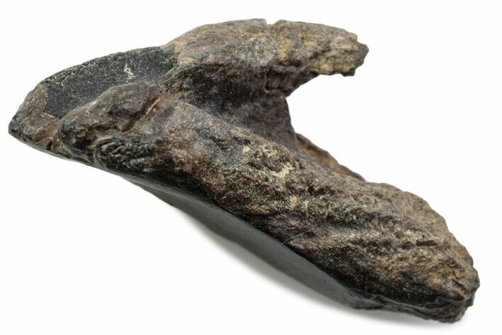 Fossil Triceratops Tooth with Partial Root - Wyoming #376731